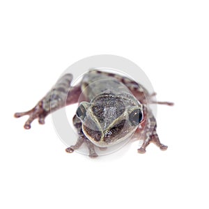 The shovel-headed tree frog, triprion petasatus, on white