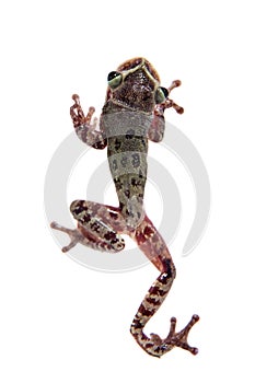 The shovel-headed tree frog, triprion petasatus, on white