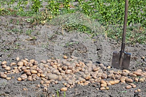 Shovel and potato crop in the garden