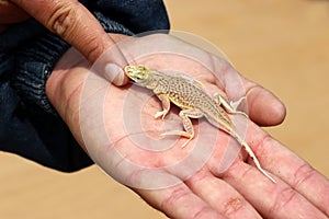 Shovel Snouted Aporosaura Lizard in the hand - Namibia Africa