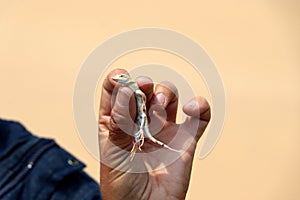 Shovel Snouted Aporosaura Lizard in the hand - Namibia Africa