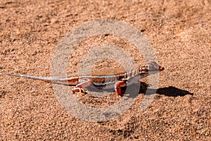 Shovel-snouted lizard in Namibia