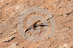 Shovel-snouted lizard in Namibia