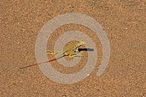 shovel-snouted lizard in Namibia