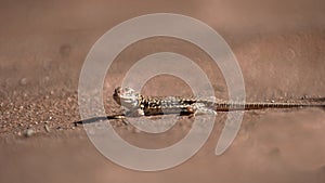 Shovel snouted lizard. NAMIB DESERT. photo