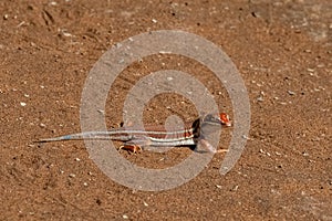 Shovel-snouted lizard in Namibia
