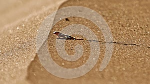 Shovel snouted lizard on sand, Namib desert, Namibia