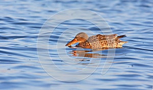 Shoveler (anas clypeata )