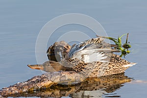Shoveler