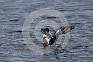 Shoveler duck flapping wings photo