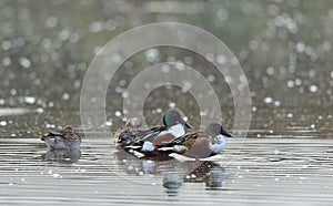 Shoveler on the pond. Male and female.