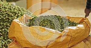 Shoveling the dried hop cones into a transport bag