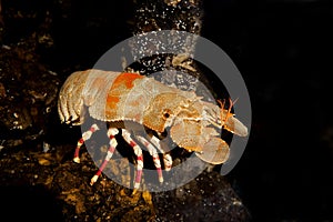 Shoveller Crayfish, scyllarides elizabethae, South Africa