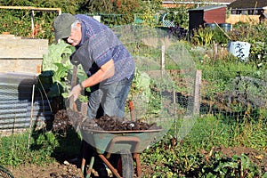 Shovelling manure from a wheelbarrow.