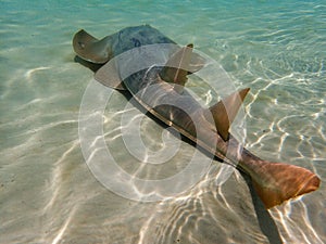 Shovelnose Ray swimming over coral reef, stingray