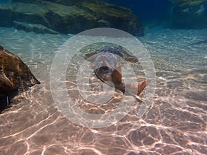 Shovelnose Ray swimming over coral reef, stingray