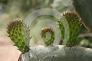 Shovels of new born prickly pear