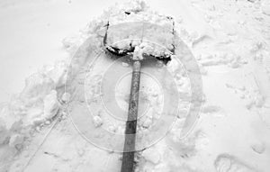 Shovels for snow removal full of fresh snow