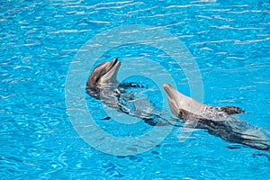 Show of beautiful dolphin jumps in zoo pool