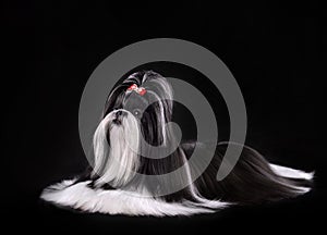 Show class black and white Shih Tzu dog