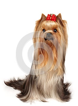 Show class yorkie with bow