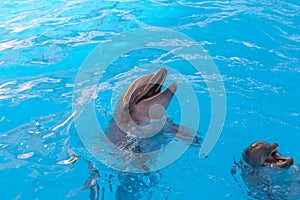 Show with dolphins in the Dolphinarium