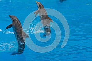 Show with dolphins in Loro Parque