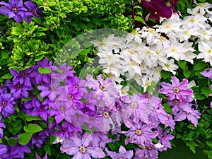 Show Garden with Clematis Flowers photo