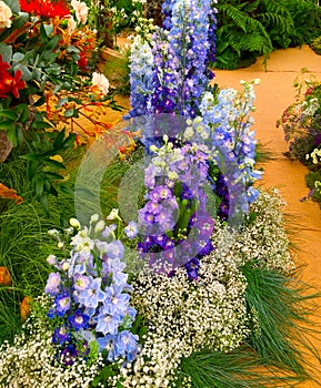 Show Garden with delphinium flowers