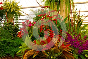 Show Garden with exotic tiger lilies flowers