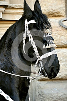 Show harnesed horse at a parade