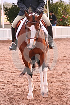 Show horse