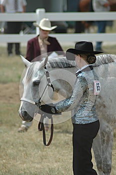 Show Horse