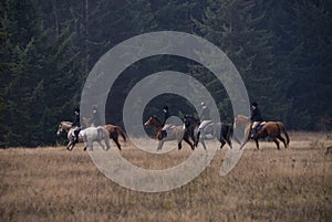 Show Horse Hunt Club