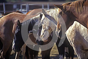 Show Horses in pen at Santa Barbara Old Spanish Days Fiesta, Earl Warren Showgrounds, CA