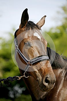 Show jumper horse head closeup against green natural background