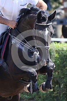 Show jumper horse and rider performing jump at show jumping training. Selective focus