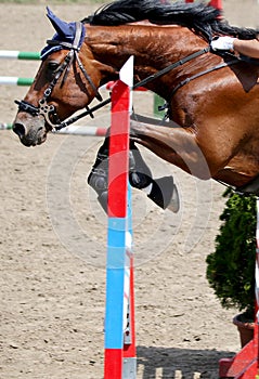 Show jumper horse and rider performing jump at show jumping training. Selective focus