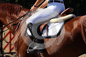 Show jumper horse during training with unidentified rider photo