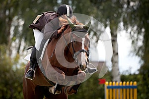 Show jumper rider and horse