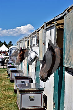 Show jumpers wait in their stalls for the next event.