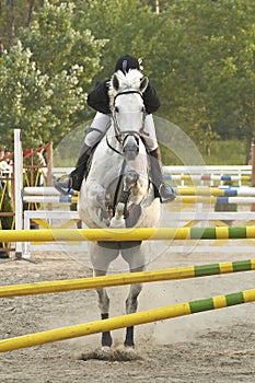 Show-jumping