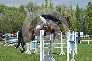 Show jumping