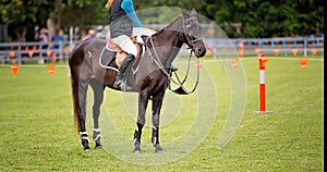 Show Jumping Horse And Rider