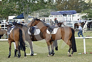 Show jumping horses waiting having a gossip