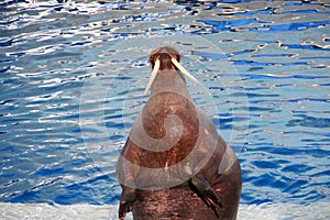 Show with a large walrus with tusks