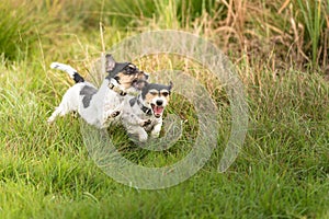 Show light aggressive behavior. Actually cute and peaceful Jack Russell Terriers who just exaggerate in the game photo