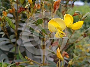 Show me red gram flower