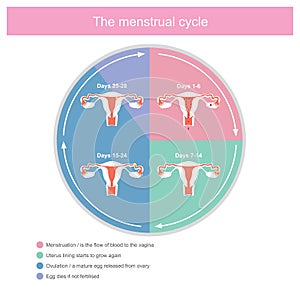 Show about menstruation days And ovulation period in females.