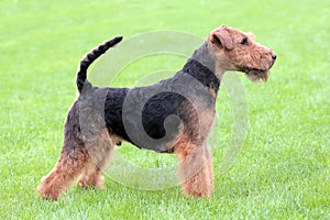 Show position Welsh Terrier dog